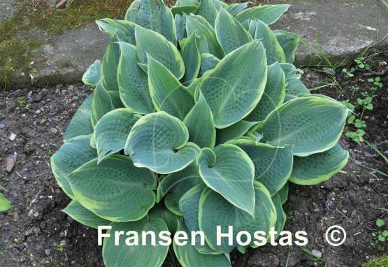 Hosta Frosted Dimples - Fransen Hostas